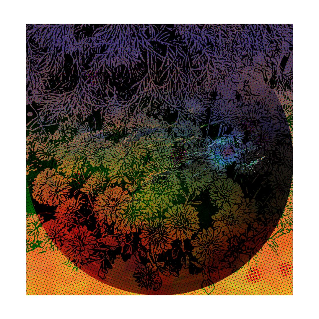 moonflower